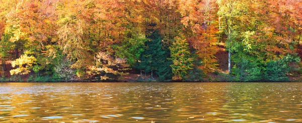 Árvores de outono amarelas e lago florestal. Árvores de outono na Alemanha . — Fotografia de Stock