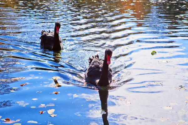 Due cigni neri galleggiano nel lago Park. Sfondo autunno . — Foto Stock