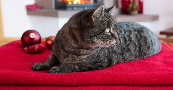 Gray Cat lies on red pillows near fireplace with flame. — Stock Photo, Image