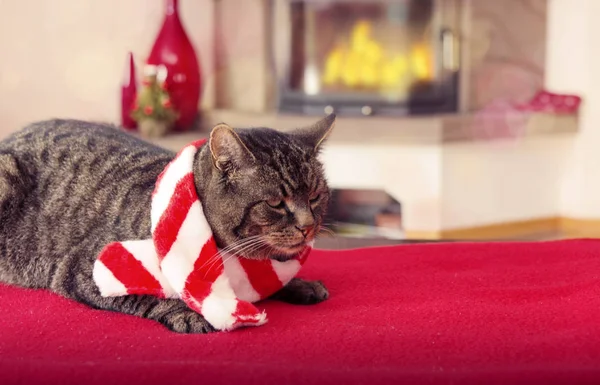 Gato cinza com cachecol vermelho e lareira. Bom fundo acolhedor com lugar para texto . — Fotografia de Stock