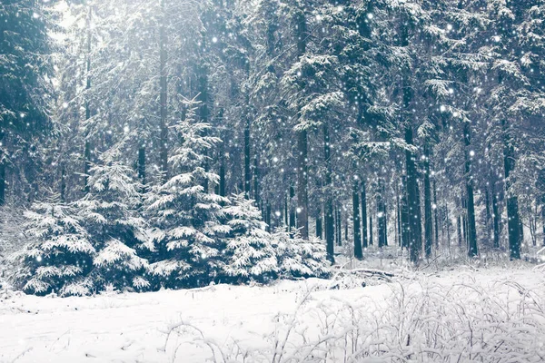 Besneeuwde spar bomen in het bos van de winter. — Stockfoto