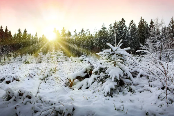 Puesta de sol en el bosque de invierno. Fondo de invierno . —  Fotos de Stock