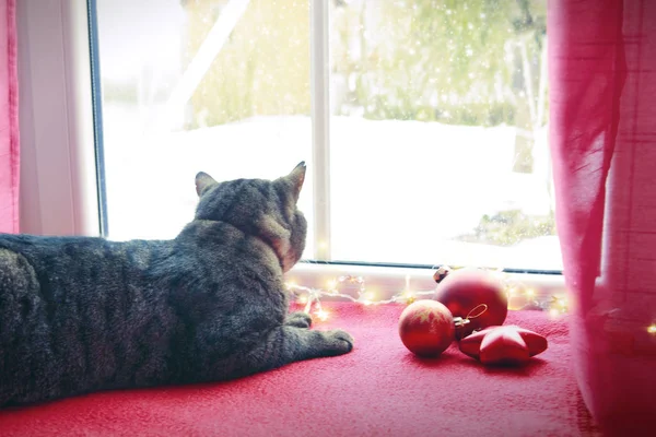 A gray cat sits on a woolen blanket by the window in winter. — Stock Photo, Image