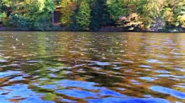 Sarı sonbahar ağaç ve Orman Gölü. Almanya'da sonbahar ağaçlar.