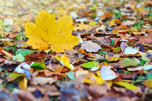 Sárga őszi juharfalevél elszigetelt színes háttér. — Stock Fotó