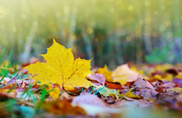 Gelbes Herbst-Ahornblatt isoliert auf farbigem Hintergrund. — Stockfoto