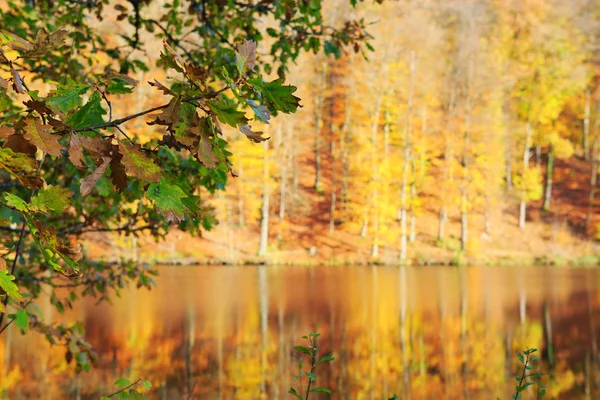 Reflexão outono árvores coloridas no lago da floresta e galho de carvalho . — Fotografia de Stock