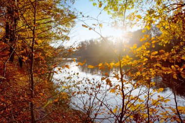 Güneş ve orman gölünde renkli kayın yaprakları.