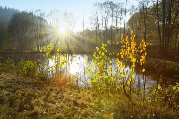 Faggio colorato foglie sul lago sole e foresta. — Foto Stock