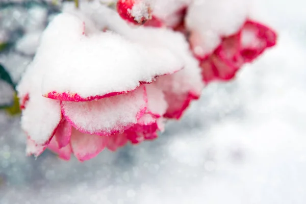 Rosa ros i snön isolerade på vit bakgrund. — Stockfoto