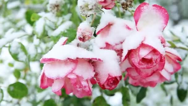 Rosa rosa en la nieve aislada sobre fondo blanco . — Vídeo de stock