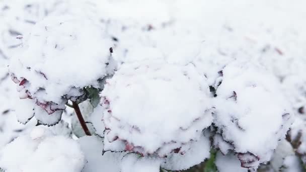 Hortensien blühen im Schneefall. Winterlicher Hintergrund. — Stockvideo