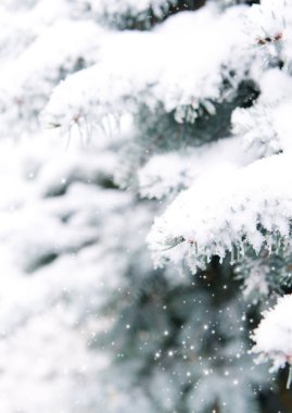 Karla kaplı mavi çam ağacı. Kar kış arka plan.