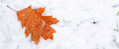 Renkli meşe yaprağı beyaz kar üzerinde yatıyor. Kış arka plan.