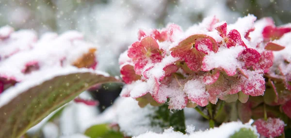Rosa Hortensien blühen im Schneefall. Winterlicher Hintergrund. — Stockfoto