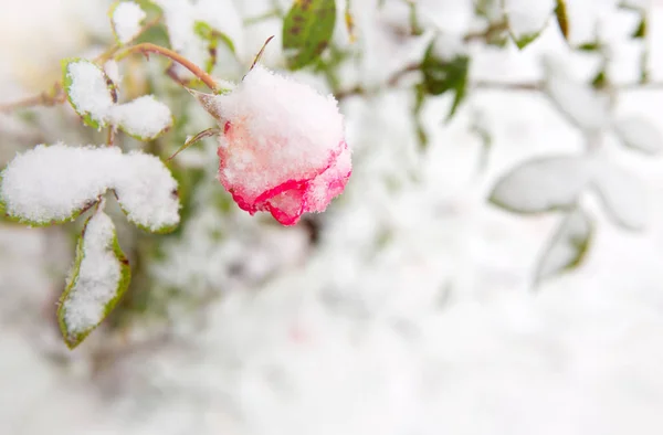 Rosa stieg in den Schnee. rosa Rose im Schneefall. — Stockfoto