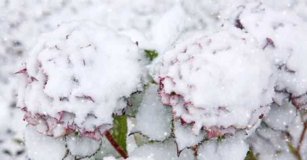 Hortensien blühen im Schneefall. Winterlicher Hintergrund. — Stockfoto