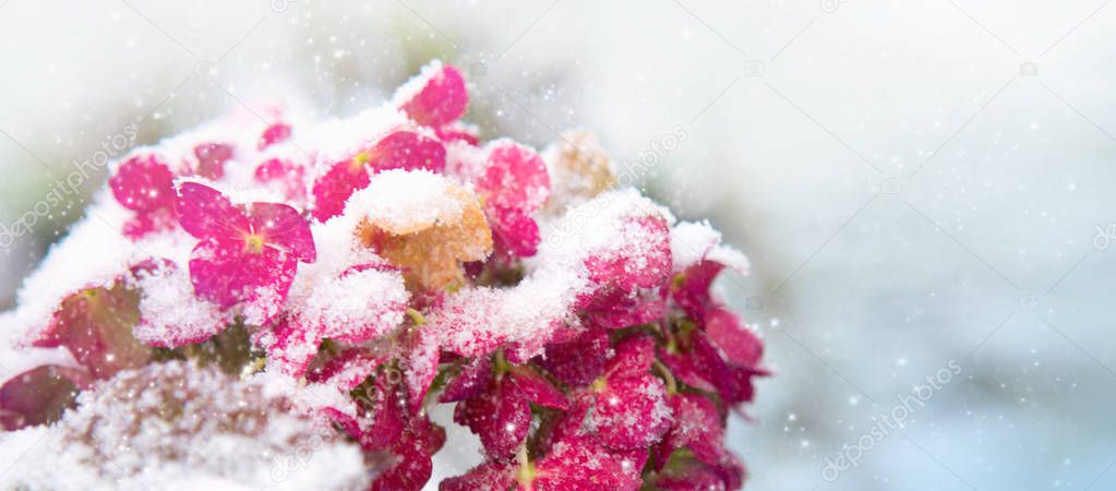 Pink Hortensia flowers in the snowfall. Winter background.