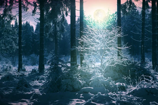 Vinterlandskap med snö täckte träden och fullmåne. — Stockfoto