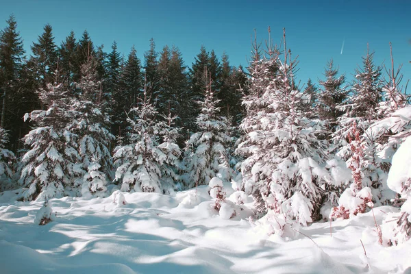 Sluneční světlo v zimním lese s bílým čerstvým sněhem a jedlemi. — Stock fotografie