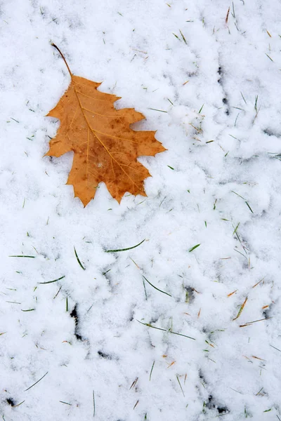 Buntes Eichenblatt liegt auf dem weißen Schnee. Winterlicher Hintergrund. — Stockfoto