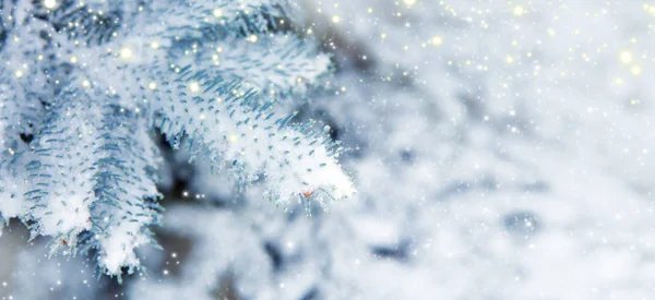Abete azzurro coperto di neve. Sfondo invernale con neve . — Foto Stock