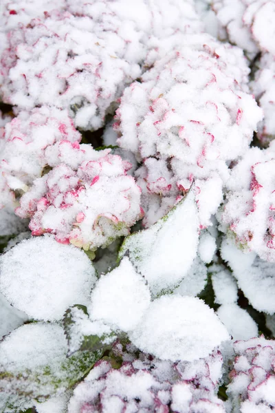 Hortensien blühen im Schneefall. Winterlicher Hintergrund. — Stockfoto