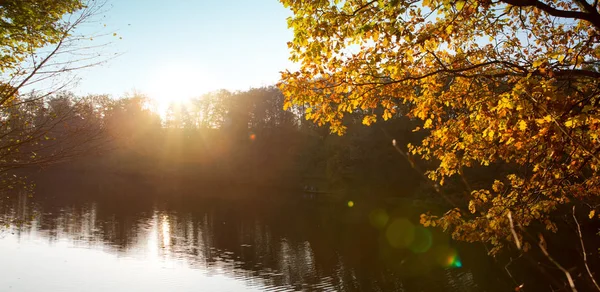 Faggio colorato foglie sul lago sole e foresta. — Foto Stock