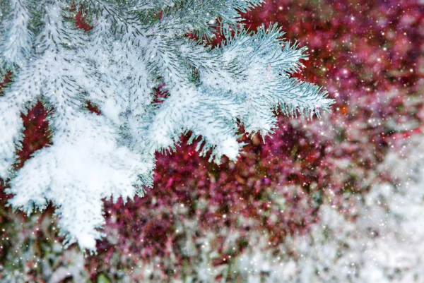 被白雪覆盖的蓝色冷杉树。冬天背景与雪. — 图库照片