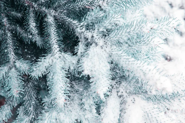 Abeto azul coberto de neve. Fundo de inverno com neve . — Fotografia de Stock