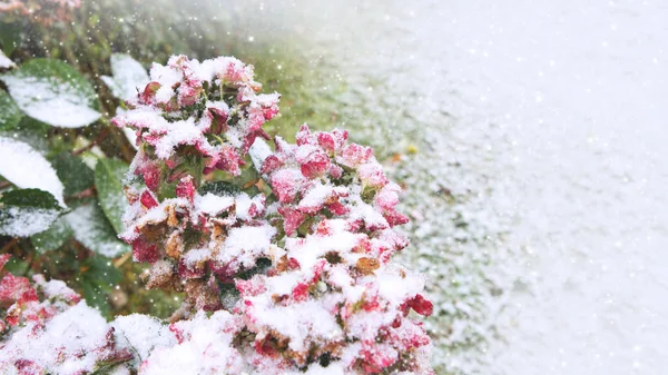 Le printemps s'en vient alors concours (Fleur dans la neige)! Depositphotos_225869410-stock-photo-pink-hortensia-flowers-in-the