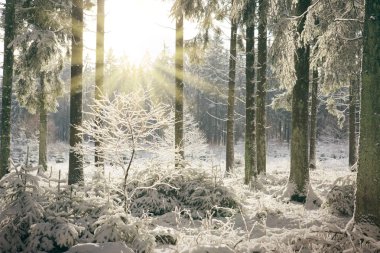 Günbatımı kış orman içinde. Çam ağaçları kış manzarası kar ile kaplı .