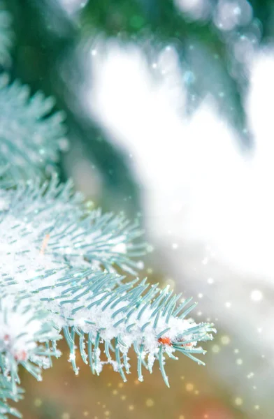 Abeto azul cubierto de nieve. Fondo de invierno con nieve . — Foto de Stock