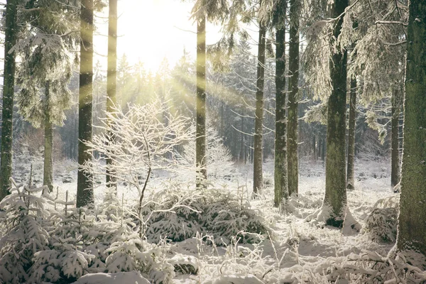 겨울 숲에 일몰입니다. 눈 겨울 풍경 덮여 전나무 나무 . — 스톡 사진