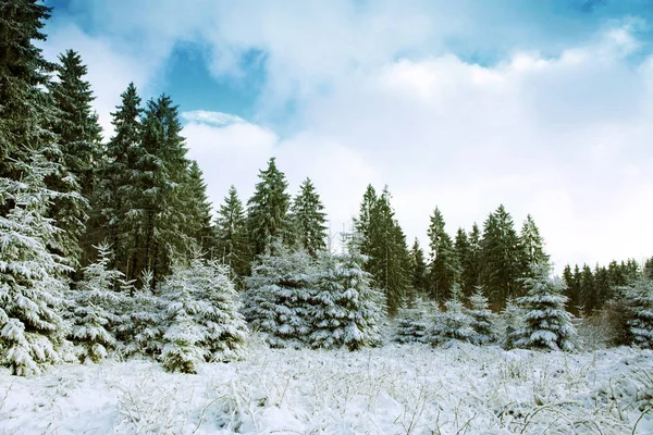 Winter landscape with snow covered fir trees and blue sky. — Stock Photo, Image