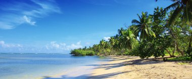 Beyaz tropikal plajda palmiye ağaçları. Arka plan seyahat.