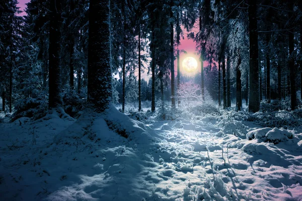 雪のある冬景色には、モミの木や満月が覆われています。. — ストック写真