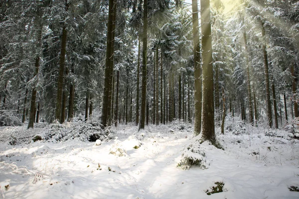 겨울 숲에 일몰입니다. 눈 겨울 풍경 덮여 전나무 나무 . — 스톡 사진