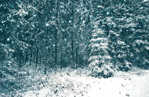 雪のある冬景色には、モミの木や日光が覆われています。. — ストック写真