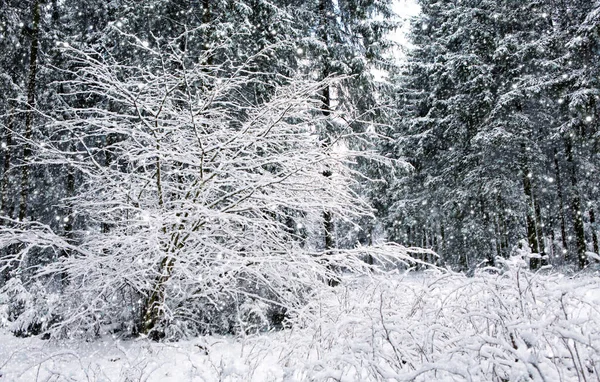 Sníh v zimním lese. Přírodní pozadí se sněhem. — Stock fotografie