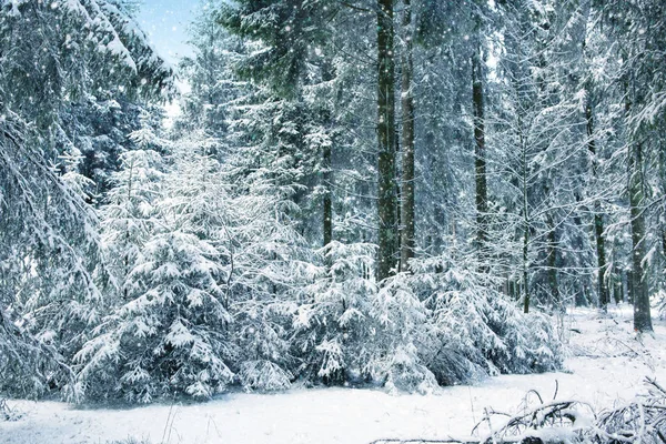 Snöfall i vinterskogen. Natur bakgrund med snö. — Stockfoto