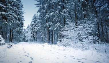 Kış manzarası karla kaplı ağaçlar ve mavi gökyüzü.