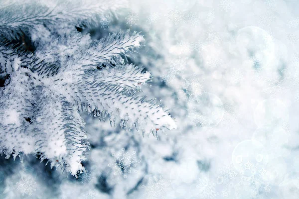 Abeto azul coberto de neve. Fundo de inverno com neve . — Fotografia de Stock