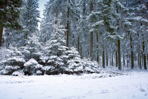눈 겨울 풍경 덮여 나무와 하늘. — 스톡 사진
