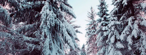 冬天的风景与积雪覆盖的树木。冬季背景. — 图库照片