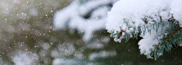 Ramos de pinheiro cobertos de neve. Fundo de inverno . — Fotografia de Stock