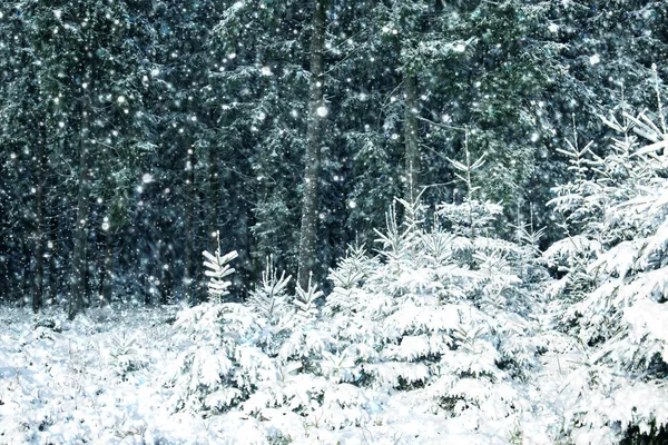 Snöfall i vinterskogen. Natur bakgrund med snö. — Stockfoto