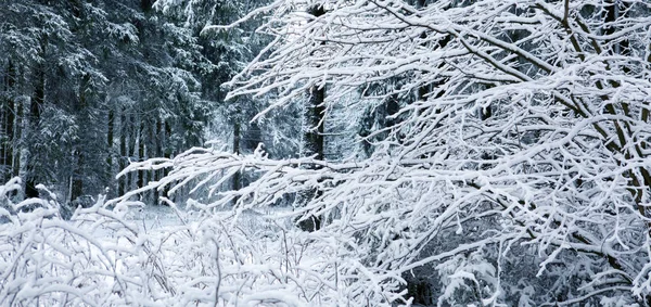 Paesaggio invernale con alberi innevati e cielo azzurro. — Foto Stock