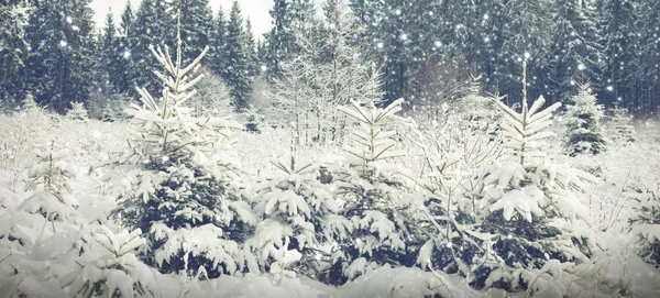 Vinterlandskap med snö täckte granar och solljus. — Stockfoto