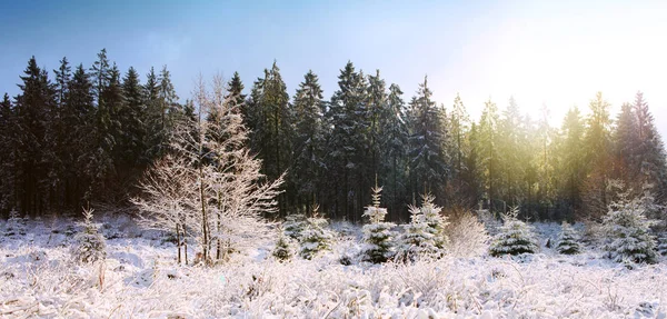 Západ slunce v zimě lese. Zimní krajina s sněhu zahrnuty jedle . — Stock fotografie
